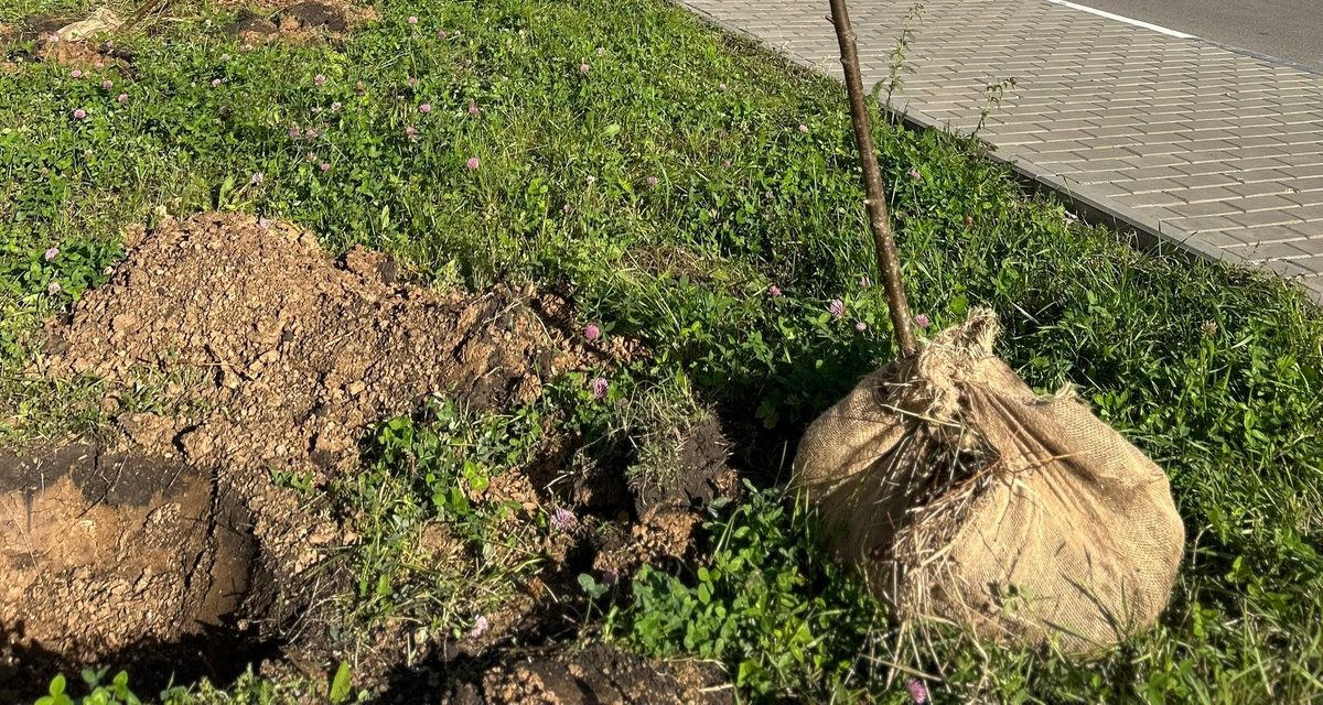 В новых микрорайонах Липецка посадили 80 лип, а всего за сезон появится 480 деревьев