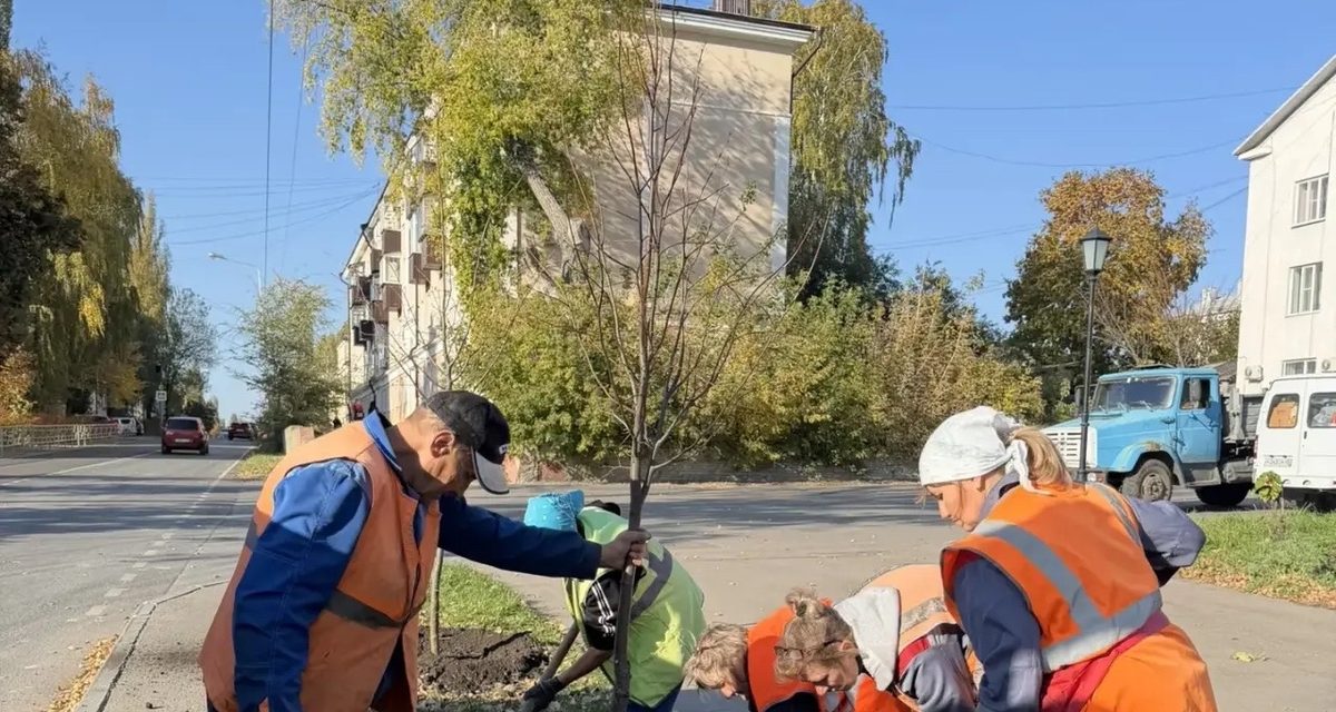 На улицах Сокола высадили 50 лип, а скоро добавят 43 краснолистных дуба